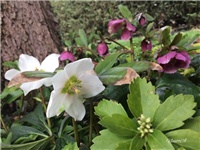 6becb51f-20170302 RI Kukurjek 2.jpg